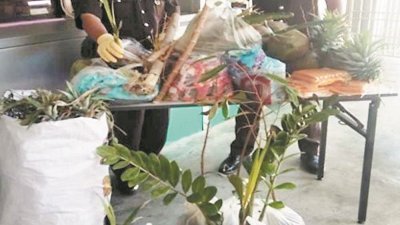 基于国人意识低，不晓得携带植物入境属违法行为，令霹州检验及检疫局在圣诞节期间，截获了超过200株的果树苗及花卉。
