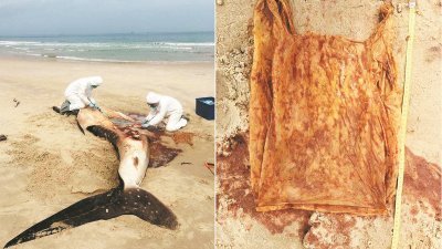 孟奴卜海边一只误吞塑胶袋而活活饿死的鲸鲨。右图为在其 腹部中发现的塑胶袋。