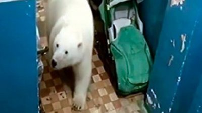 图为饥饿的北极熊闯入住宅寻觅食物。
