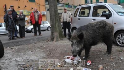 意大利野猪为患，首都罗马及各大城市至少有上百万头野猪到处翻垃圾桶觅食。