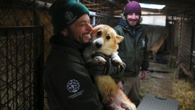 国际人道协会人员在洪城郡一所关闭的狗只屠宰场，兴奋地将狗只从笼子里救出来，显露爱狗之心。