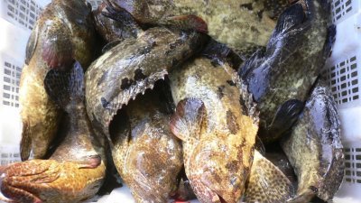 港船每月前来槟州收购近300吨斑类鱼。