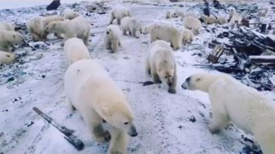 随著北极熊已经离开，新地岛宣布解除紧急状态，暂时缓解了一触即发的“人熊冲突”。