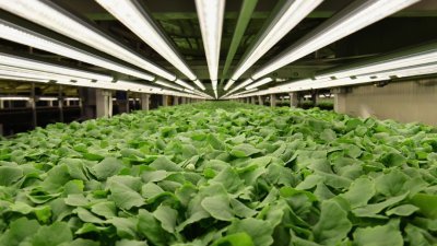 虽然各国近年产粮方式有所转变，全球有5800公顷土地以有机方式种植，但仅占全球耕地1%。图为在美国新泽西州号称全球最大的垂直农场AeroFarms，该农场一年能收割90万公斤蔬菜。