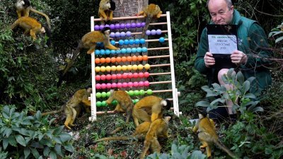 动物园管理员乔勒汤坐在一群松鼠猴群中，手持盘点任务的记录板，观察它们的举动再辨识身份，为这群性格温驯、充满好奇心的小型猴子点名。