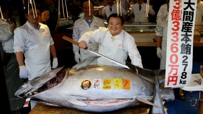 高价投得“日本一”蓝鳍金枪鱼的买家，是著名寿司店东主木村清。他在拍卖后，准备切割这条重约278公斤的金枪鱼。