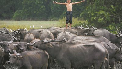 “少年与水牛”的男主角莫哈末苏古可以与水牛沟通，水牛群也听命于他。