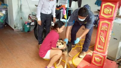 兽医局在太平爆发狂犬症后，周二派员为狗只注射狂犬症疫苗。