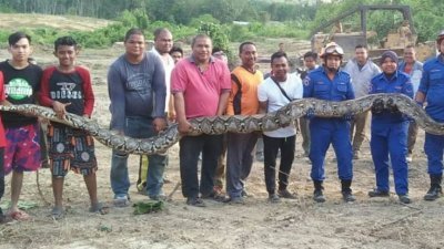  集合11人的力量才将重约100公斤，20尺长的大蟒蛇举起。