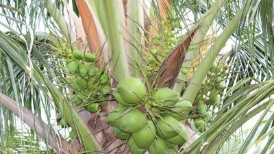 每棵马达椰树，同时间可长4至6簇以上的椰子，惟开花时间不同，结果的时间也不一样。