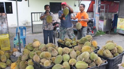 太平峇都古劳是我国著名榴梿产区，每年的榴梿季节，都有不少的榴梿老饕前来选购美味甘榜榴梿。