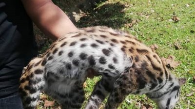 根据马来西亚动物协会面子书贴文内容，本月18日发现一只亚洲豹纹猫遭撞毙。