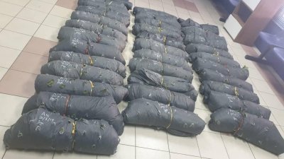 霹雳州警察总部肃毒组与下霹雳警方联手出击，起获了170公斤的哥冬叶。
