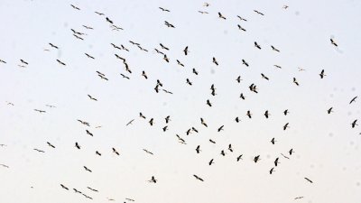 近来中午时分在宋万庆路、双溪南眉一带上空盘旋的上百只鸟，引起民众津津乐道。