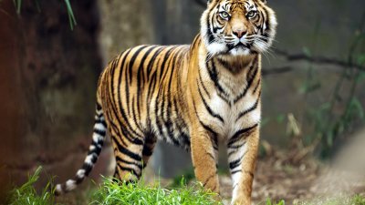 我国的马来亚虎数量不断锐减，估计数量少于200只。