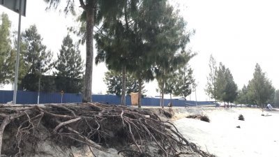 海蚀造成沙土流失，松树的树根外露，若没有采取行动，有关松树最终将面对倒塌的情况。