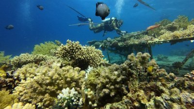 受海水升温影响，关岛珊瑚大量死亡，此为情境照。