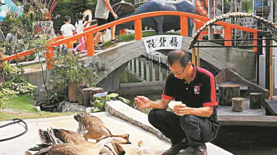 吴丰光指4只鹅生前相当有灵性，平易近人，广受游客喜欢，更累积不少粉丝。