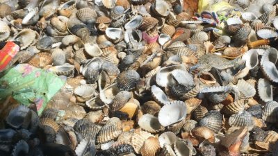 捞上岸的蚶空壳占了70%。