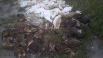 疑河流污染，巴东牙也一养鸭场发生鸭只集体死亡事件。