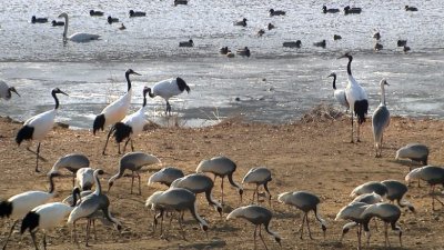 韩朝关系回暖，两国政府均有意开发非军事区，但恐破坏铁原郡的鹤类栖息地。