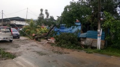 双溪毛糯新村一户人家的大树被强风吹倒，居民同心协力把树木移至路旁，恢复通车。