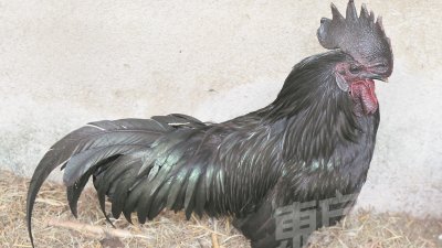 极为罕见的西马尼乌鸡，不仅通体黑，就连鸡冠、肉髯（鸡的下巴），甚至是骨骼及内脏也是全黑的。