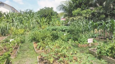 位于爱极乐达溪乌达玛花园社区菜园里有各式各样的蔬菜及果树。
