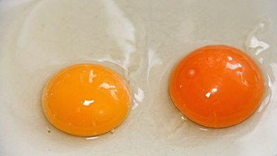 中国央视揭露，当地很多高价土鸡蛋只是笼养鸡的普通蛋，其诱人的橙色蛋黄，其实是母鸡吃了添加色素的饲料而来的。