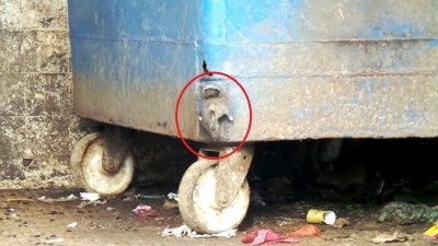 安妮卡组屋后巷的垃圾槽垃圾堆积，中毒的老鼠 从垃圾桶的破洞处露出头来，卫生情况糟糕。
