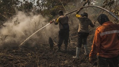 印尼今年1月开始就有发生泥炭火患，其强度在本月有所增加。这是廖内省亚逸依淡村庄的警察及消防人员正合力的托著水管，朝著火点喷水，试图将大火扑灭。