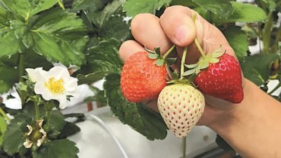 庄盛广耗时3年，顺利培育出4种极具商业潜能的大马草莓，图为其中3种，分别是甜度极高的草莓、带有水蜜桃味的白草莓，以及外皮红艳但果肉洁白的草莓。