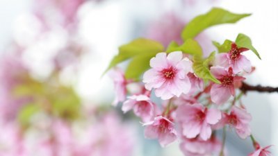 日本东京河津樱盛开，与晴空塔形成一幅独特的春季画面。河津地区有约8000棵樱花树，其特征是单瓣大朵，色泽呈深粉红。因位处河津，故名河津樱。