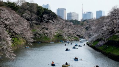 河边沿著两岸都种满了樱花树，游客除了散步赏樱，还可从千鸟渊搭船场租船，享受从水上划船欣赏樱花的乐趣。