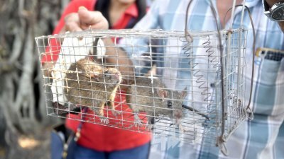 增江北区早市巴刹出现鼠患问题，商贩受促积极捕捉老鼠。（摄影：伍信隆）