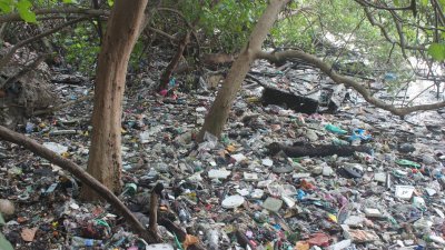 红树林里出现很多垃圾，有些是从海洋上飘过来，有些则是不负责任的人所丢弃。