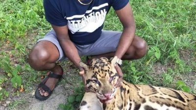 一名男子与云豹尸体合影的照片在社交网站流传，引起大马半岛野生动物保护及国家公园局关注。