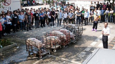 香港300名猪商及业界人士，反对政府销毁6000只猪的决定，周日早上会见传媒后，高呼“政府无理”、“官逼民反”及“要求对话”等口号。其后他们更将6只活猪装进手推车，推出屠宰场户外挡门，并以此证明猪只非常健康。