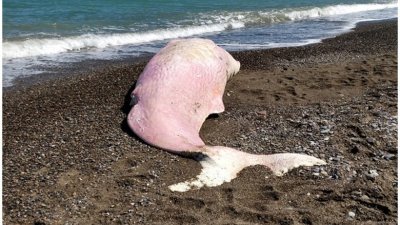 只有6岁的抹香鲸在在西西里一个海滩搁浅死亡。（图取自互联网）