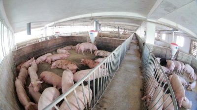 这是朝鲜大同江养猪场，朝鲜最高领导人金正恩曾在2016年到该处视察。朝鲜一个农场发生非洲猪瘟疫情，99只猪死亡或被扑杀，平壤已向世界动物卫生组织通报。
