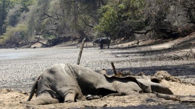辛巴威严重乾旱，一头大象遗体倒在马纳潭国家公园一处乾涸水潭边。