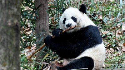 已回到中国的熊猫“贝贝”将接受为期一个月的隔离检疫，隔离检疫期结束后，将与公众正式见面。图为“贝贝”在享用美食。（图取自中新社）