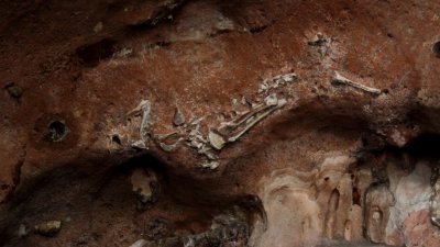 金龙洞“老虎”化石尚存的遗骨，占完整躯体的80％，相信是全马目前唯一被发现最近乎完整的动物化石。