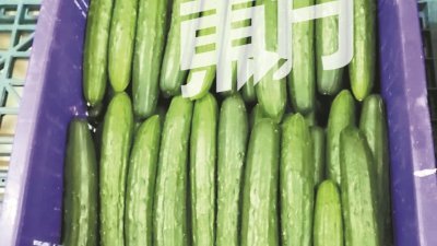A级日本青瓜的收成减7成，导致其菜园批发价也涨3至4倍。