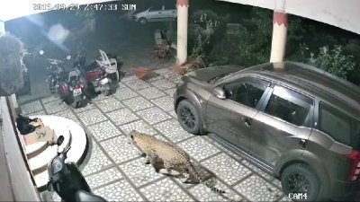 网上流传一段视频，一只花豹闯入民宅庭院，正走向一只在门前熟睡中的黑狗。