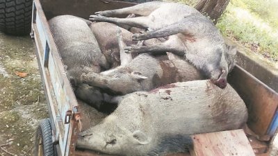 大马半岛野生动物保护及国家公园局在五屿岛共猎杀了18只山猪。