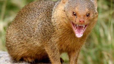 黄玉堂建议汝来市议会购买专捉蛇的猫鼬（Mongoose），以减少社区的蛇患问题。