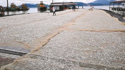 江鱼仔是邦咯岛的主要特产，但随著江鱼的捕获量剧减，令业者面对著有订单却无货源的困境。