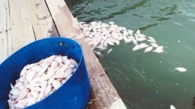 高渊港口海上养殖户又面对鱼只死亡的打击，业者怀疑海水污染是祸首。