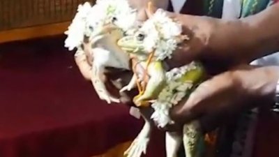 两蛙结婚以讨好雨神祈雨。
